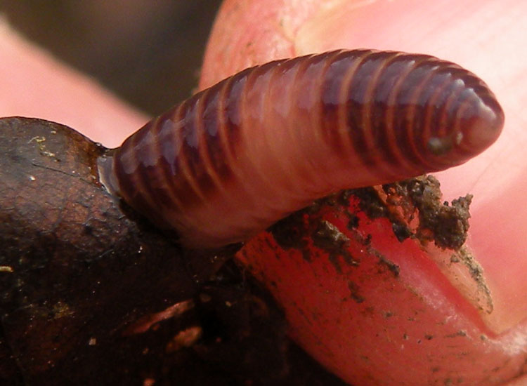 Eisenia fetida